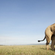 Image for article titled Spying On Lions with Elephant Poop